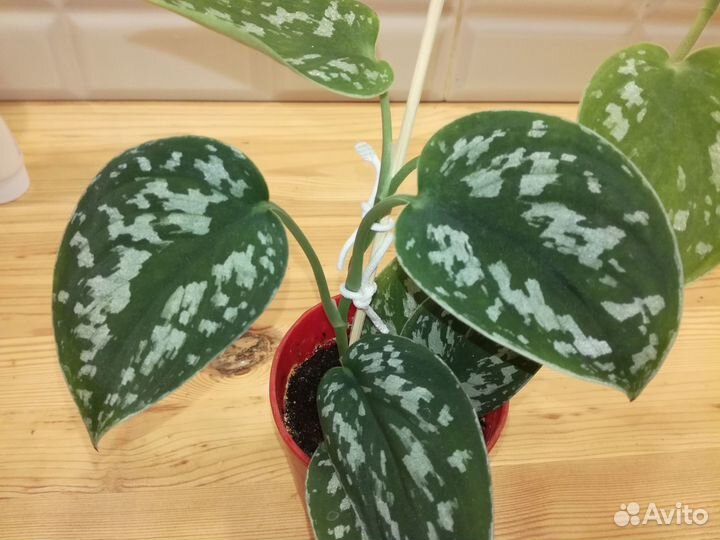 Сциндапсус Пиктус (Scindapsus Pictus)