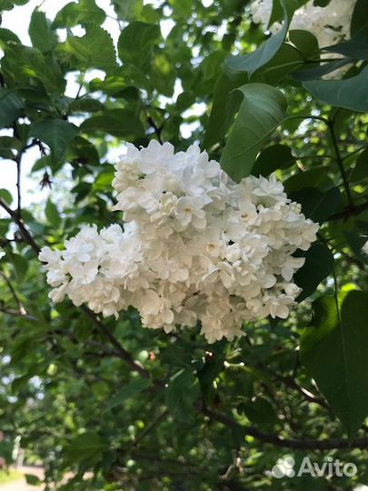 Сирень букеты и саженцы, махровая, с доставкой