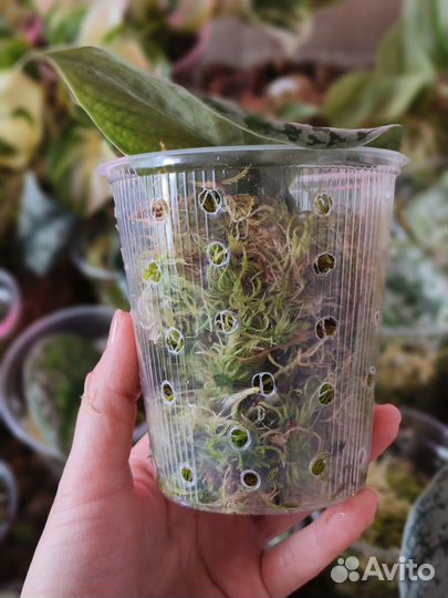 Сциндапсус Экзотика