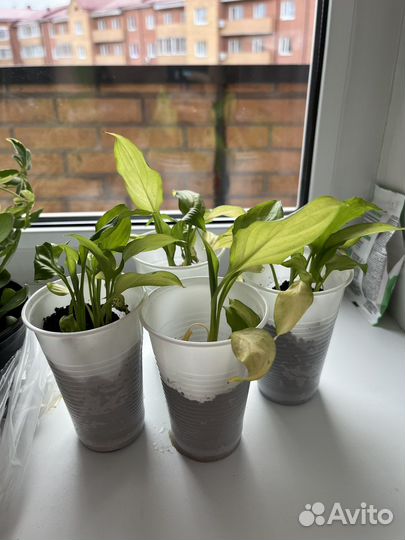 Спатифиллум