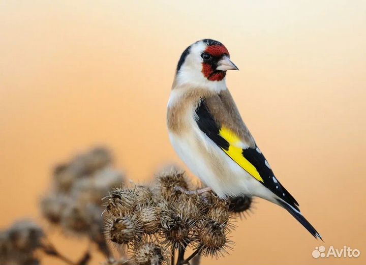 Певчие лесные птицы