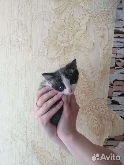 Кошка в дар бесплатно