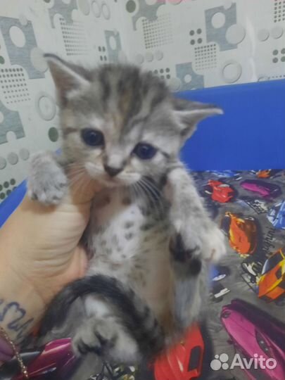Шотландские котята