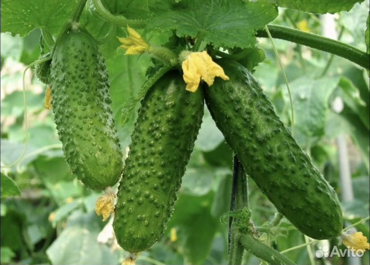 Огурцы свежие