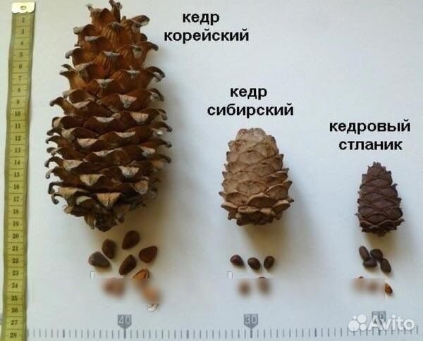 Кедр корейский саженцы
