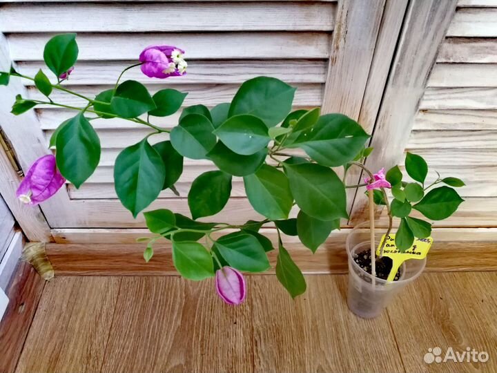 Бугенвиллея тюльпанка