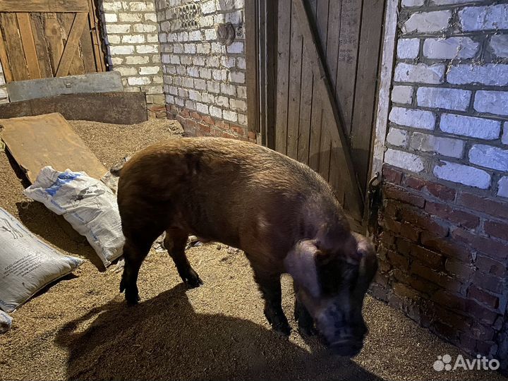 Хряк на племя