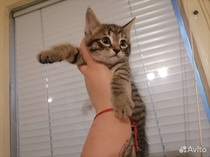 Котята сфинкс браш