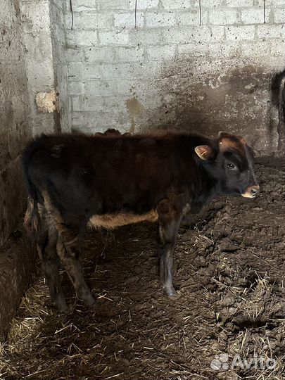 Бычки и Телка на мясо