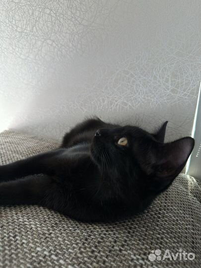 Котенок мальчик