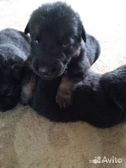 Щенки немецкой овчарки