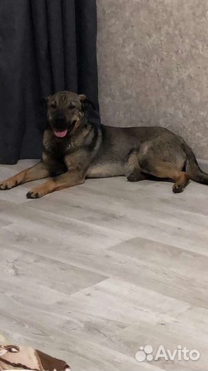 Собака бесплатно