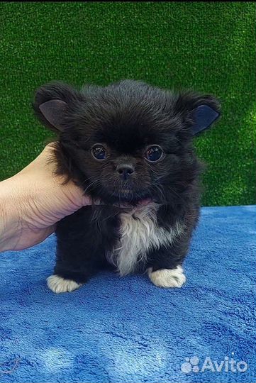 Девочка чихуа черная беби фейс