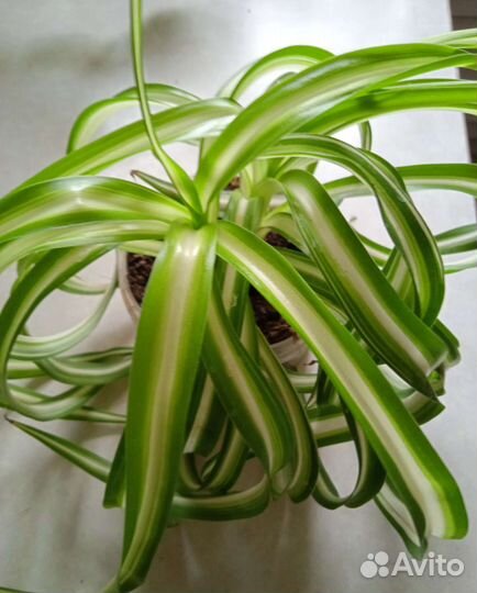 Пеларгония герань, хлорофитум, Алоэ