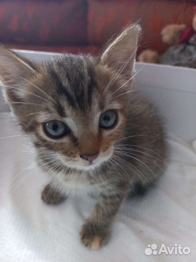 Котенок в дар