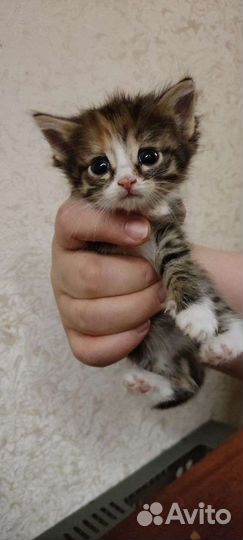 Котята в хорошие руки