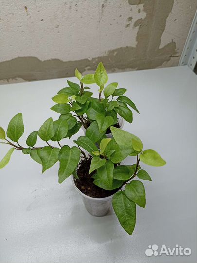 Плющ Hedera helix scutifolia