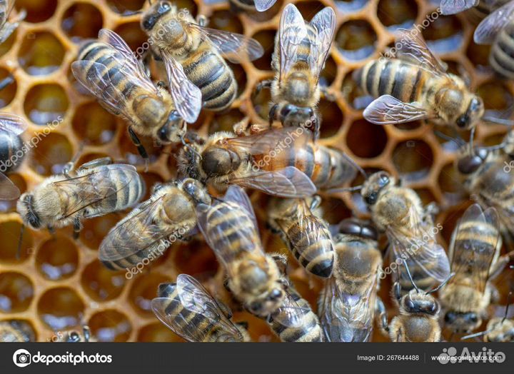 Пчеломатки