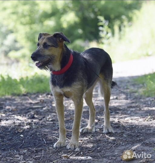 Овчарка метис в добрые руки