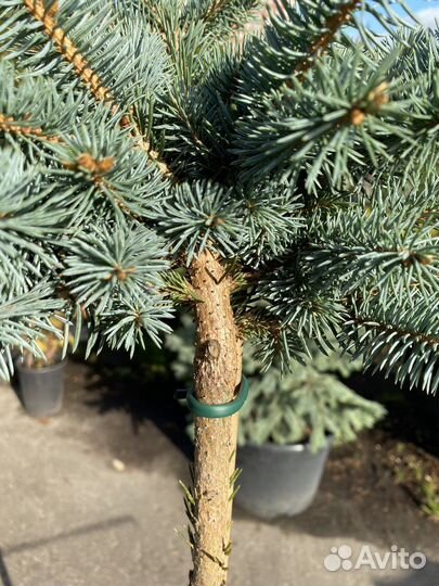 Елка Глаука Глабоза штамб 90+