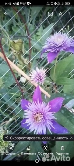 Саженцы клематиса