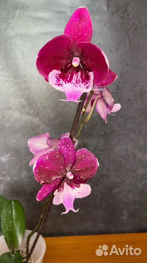 Орхидея фаленопсис биг лип хот кисс