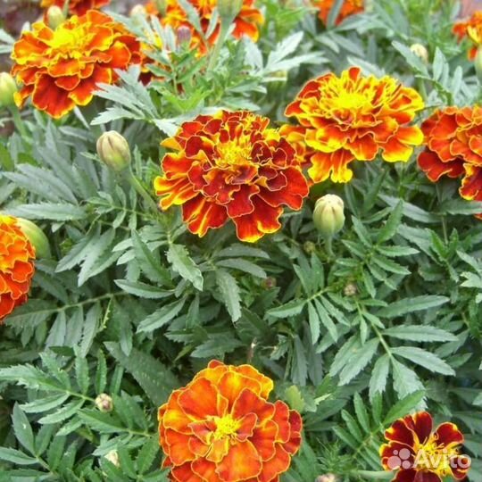 Бархатцы рассада