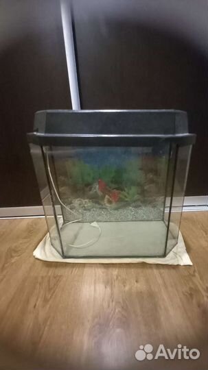 Аквариум