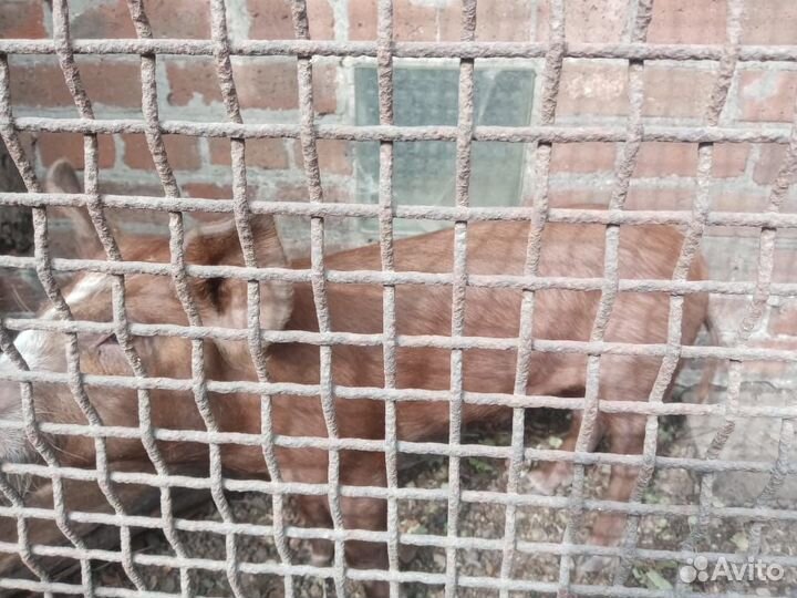 Поросята мясные