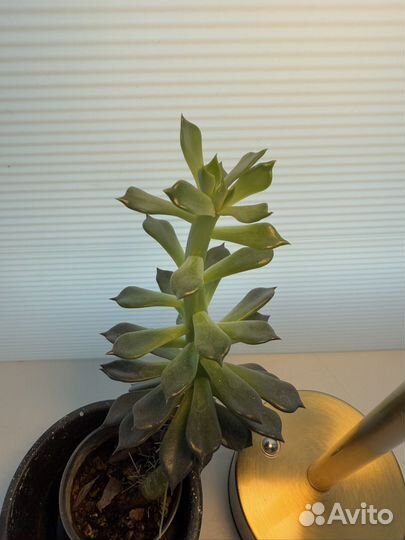 Суккулент черный принц