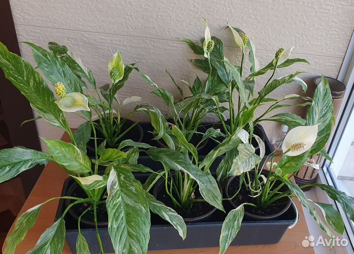 Спатифиллум вариегатный (комнатное растение)