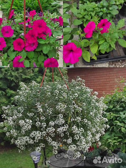 Алиссиум, петунии, тайдалы, гелихризумам