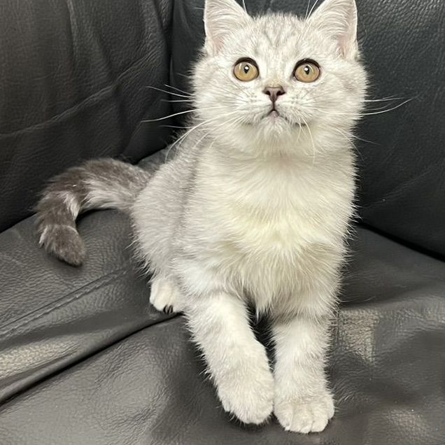Шотландский прямоухий короткошёрстный котёнок
