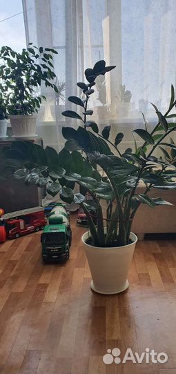 Комнатные цветы