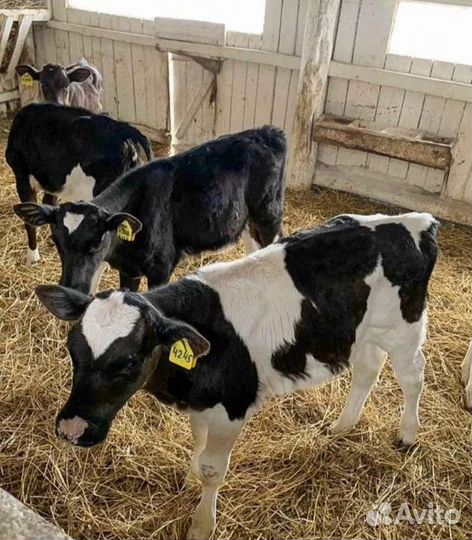 Телята бычки