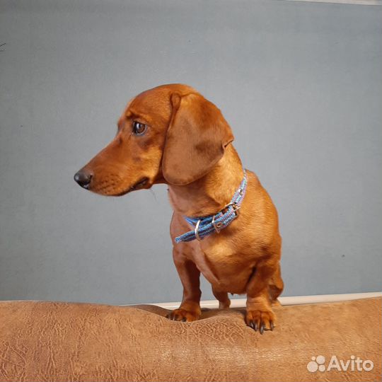 Такса вязка кобель