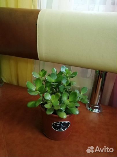 Живое дерево все вместе