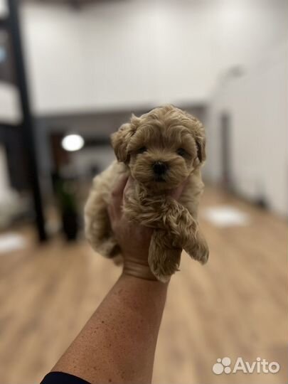 Мальтипу f1 mini