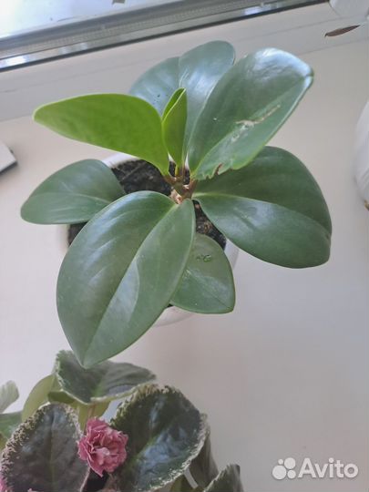 Продам пипиромию