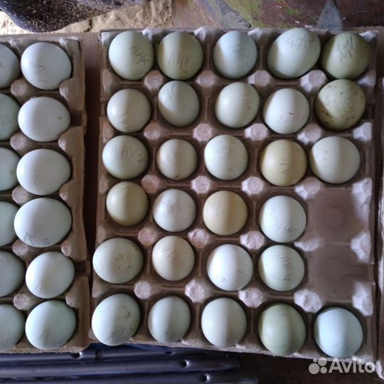 Легбар, Амераукана, Синь дянь, Брама, Голошейка