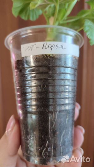 Пеларгония герань юг Яфья