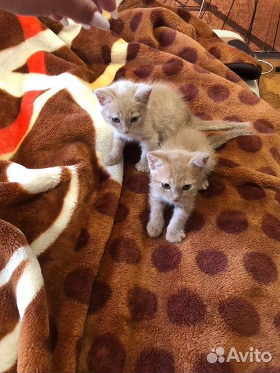 Кошка в дар