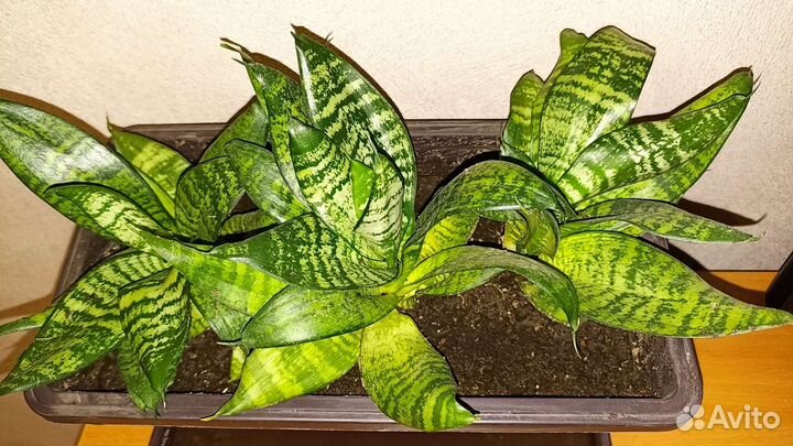 Сансевиерия