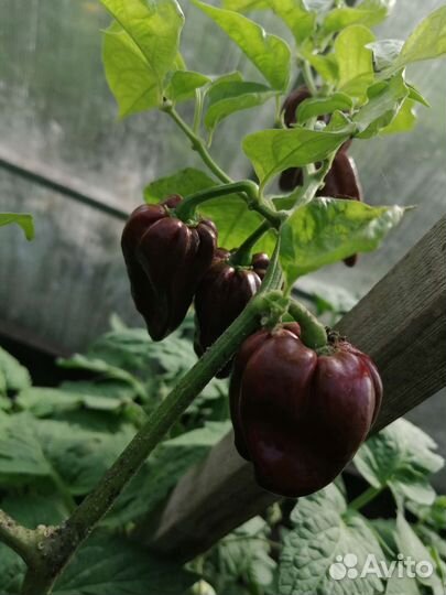 Перец острый - Хабанеро шоколадный - рассада