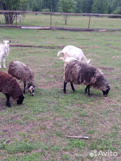 Овцы, бараны, козы