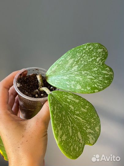 Хойя Керри Споттед Ливс