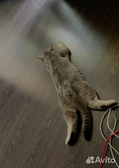 Шотландский прямоухий шиншила на вязку