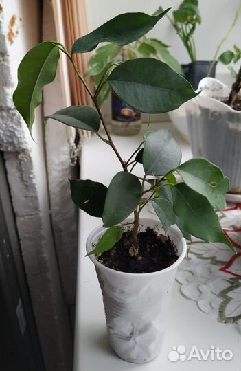 Монстера Адансона, фикус Бенджамина