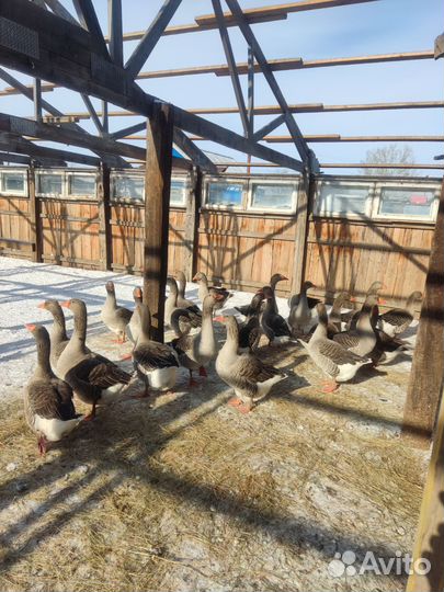 Гуси большая серая