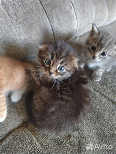 Котята британцы вислоухие